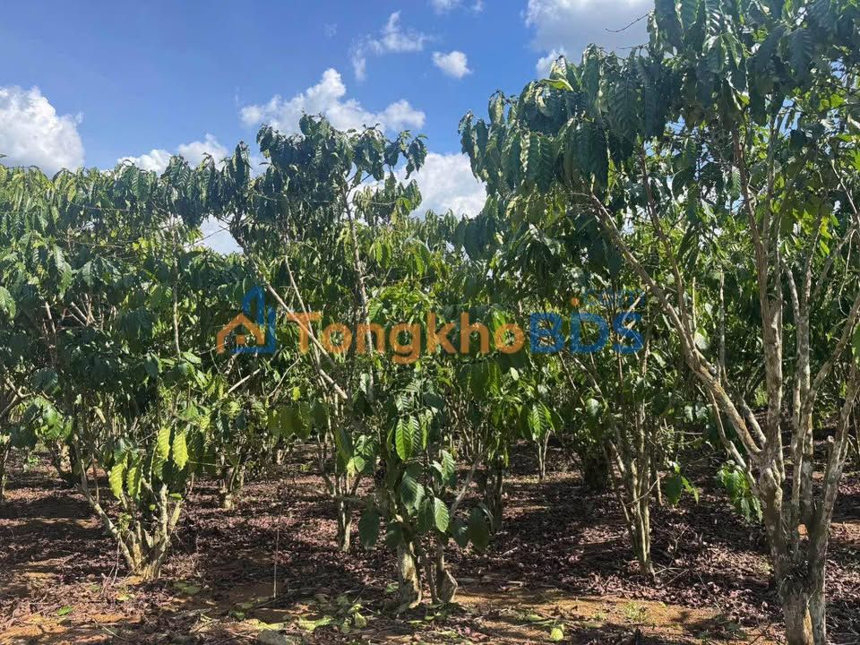 Bán Đất Vườn 2900m² Hẻm Hoàng Diệu, Bảo Lộc - Giá Đầu Tư 2.17 Tỷ