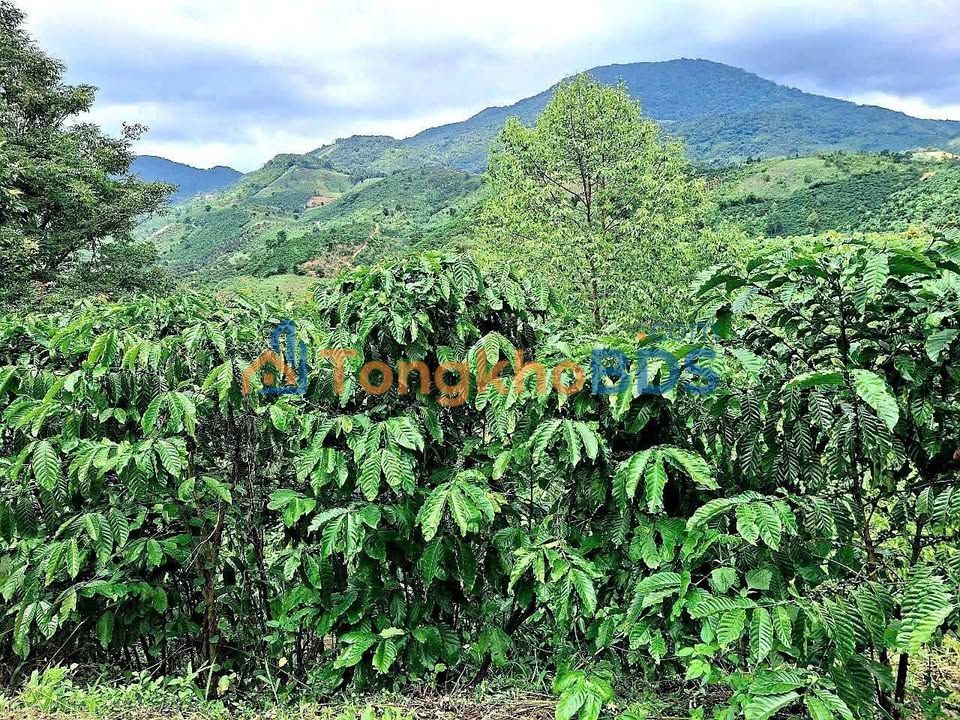 Bán đất vườn cà phê 1.5ha Bảo Lâm, Lâm Đồng - Sổ hồng riêng, giá 4.2 tỷ