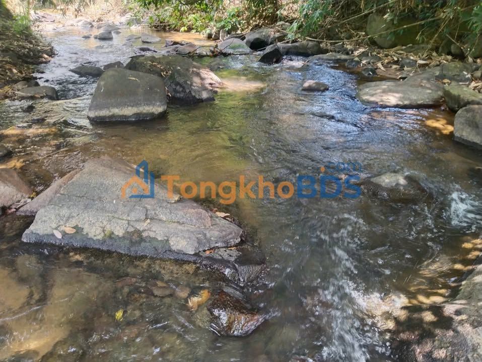 Đất Vườn Lộc Nam, Bảo Lâm - 11000m² View Suối, Cà Phê Thu Đậm