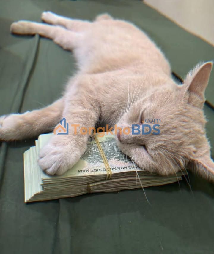 Đất Vườn 2 Hecta Xã Quảng Tân, Bảo Lâm - Sầu Riêng Ri6, Ao Hồ, Tưới Tự Động - Chỉ 2 Tỷ