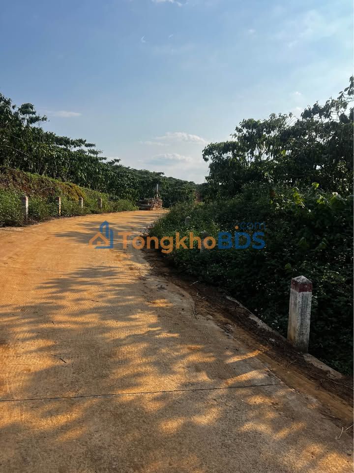 Bán Đất Vườn Lâm Đồng 10000m² - Giá 7.2 Tỷ - Lộc Thanh