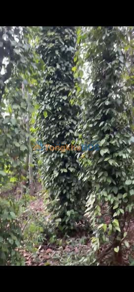 Đất Nền 7200m² Đắk Lắk - Sẵn Sàng Xây Dựng, Giá Thỏa Thuận