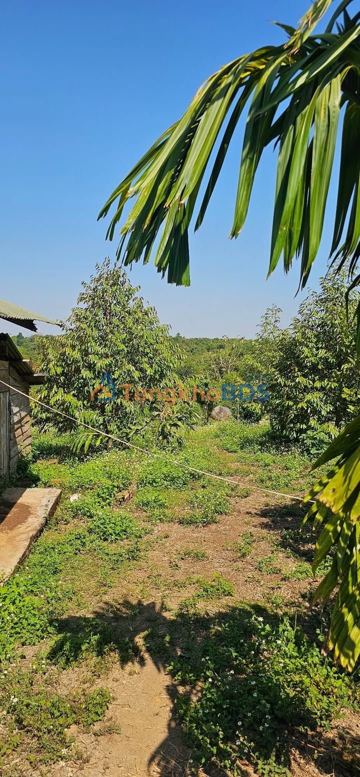 Farm 4600m² Quảng Hiệp, Đắk Lắk - Giá 1.05 Tỷ, Sẵn Sầu Riêng