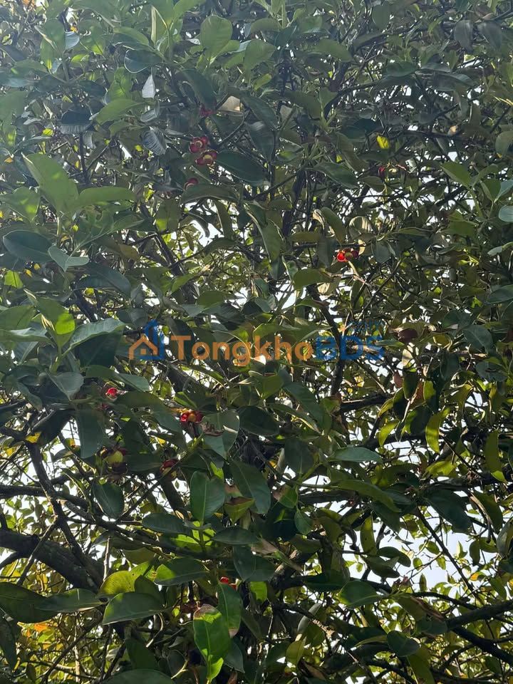 Mặt Tiền Kinh Doanh Chợ Búng, Thuận An - 5.5 Triệu/Tháng