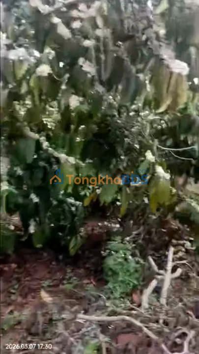 Bán Gấp Đất Nền 3420m² Mặt Tiền Đường Bê Tông Xã Tân Hà, Lâm Hà - Giá 5.45 Tỷ