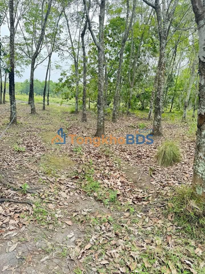 Bán Đất Phú Giáo Bình Dương 3000m² Sổ Đỏ - Gần KCN, Sẵn Thu Hoạch Cao Su