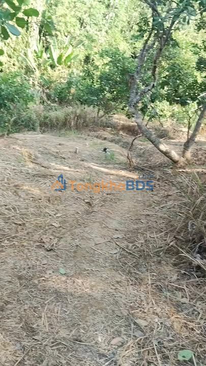 Đất nền An Nhơn Đạ Huoai 3ha 360 triệu - Đầu tư dài hạn