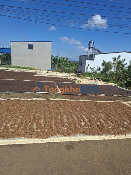 Bán Nhanh Đất Thổ Cư 100m² Lộc Thanh, Bảo Lộc - Sổ Hồng Sẵn Sàng