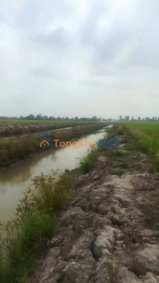 Bán Đất Nông Nghiệp Mặt Tiền 1000m² An Châu, An Giang - Giá 800 Triệu