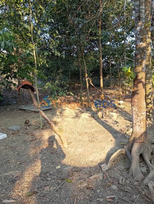 Bán Gấp Farm Đẹp 1000m² View Đồng Tại Hưng Long, Yên Lập, Phú Thọ - Sổ Đỏ Sẵn Sàng