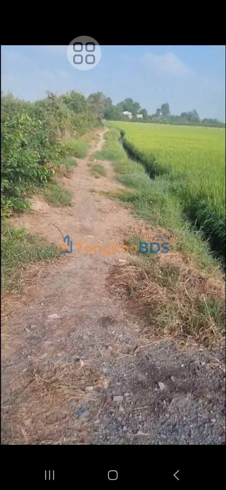 Đất lúa Long Thạnh Thủ Thừa 2016m² 500 triệu - Sổ đỏ