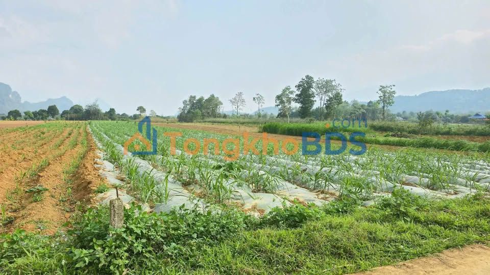 Đất Nền Siêu Phẩm Phong Quang, Hà Giang - 4189m², 2 Mặt Tiền, Giá 1 Tỷ