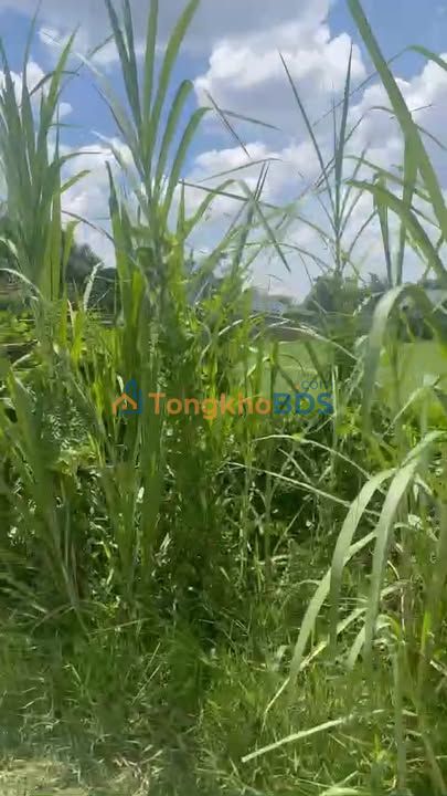 Đất Nền Thị Trấn Hậu Nghĩa 436m² Sổ Hồng Chính Chủ - Giá Đầu Tư 2.6 Tỷ