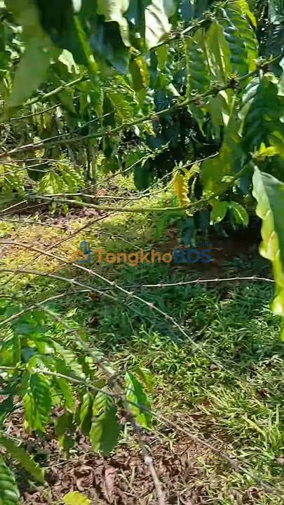 Đất Farm 2700m² Hòa Ninh, Di Linh - Giá 1.5 Tỷ - Đất Đỏ Màu Mỡ