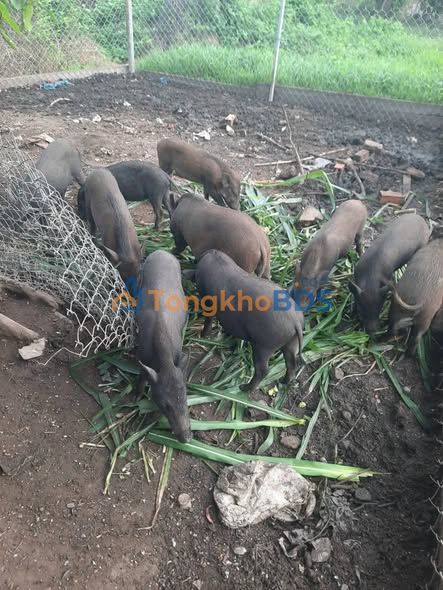 Farm Song Hành Tân Hiệp 2.018m² 26 tỷ - Sinh thái xanh