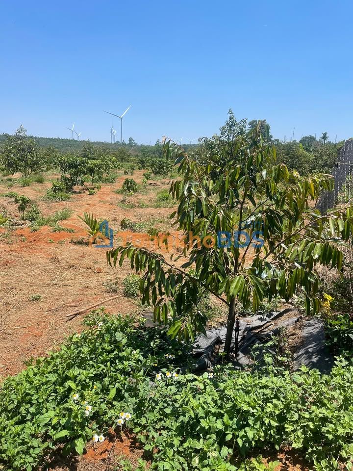 Farm Sầu Riêng 3.6 Sào (3600m²) Ea Nam, Đắk Lắk - Giá 1 Tỷ