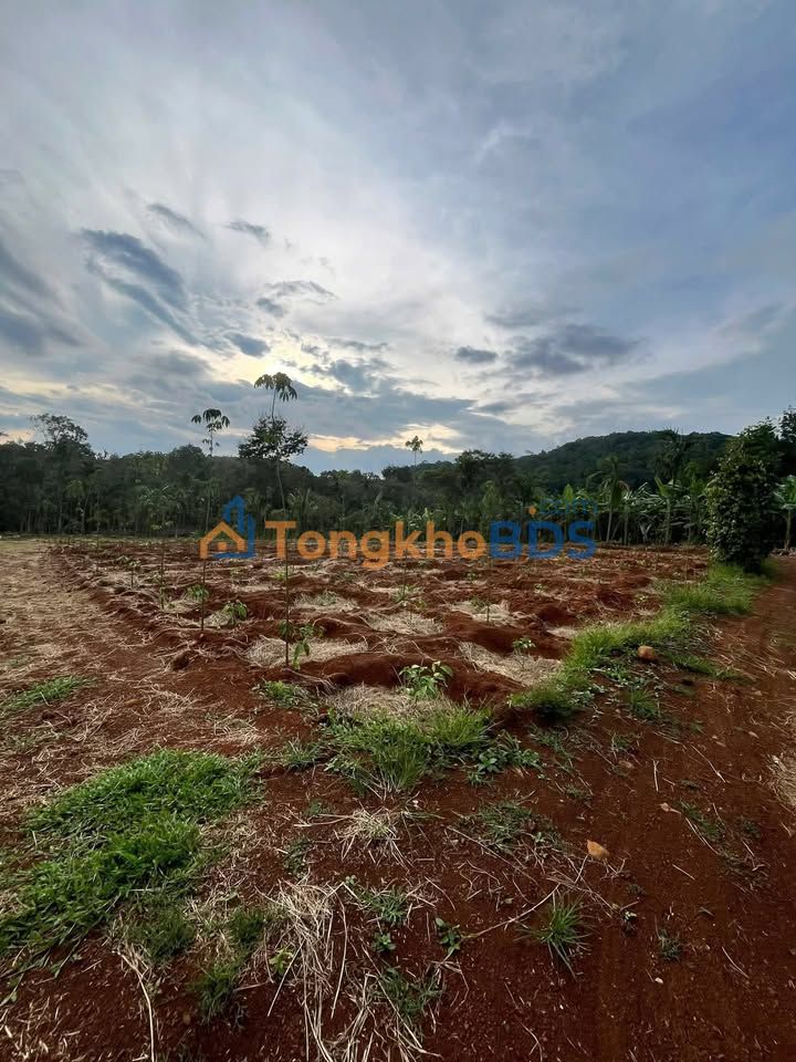 Bán gấp đất nông nghiệp 7531m² tại Buôn Ma Thuột, Đắk Lắk - Giá đầu tư 3.2 tỷ