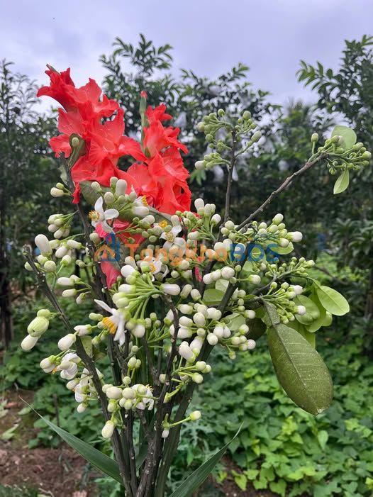 Đất Thị Trấn Quốc Oai 50m² - Sổ Hồng Riêng - Giá 2.x Tỷ