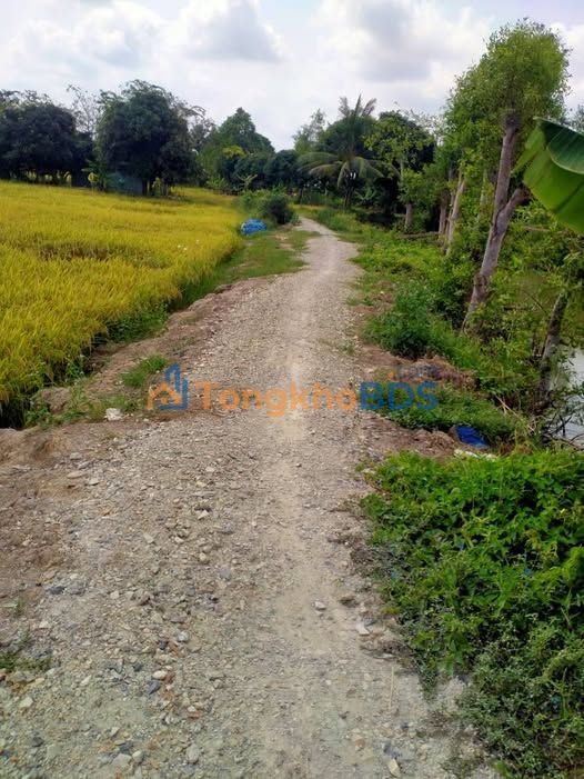 Bán đất lúa 6500m² Đồng Tháp - Giá đầu tư 220tr/công