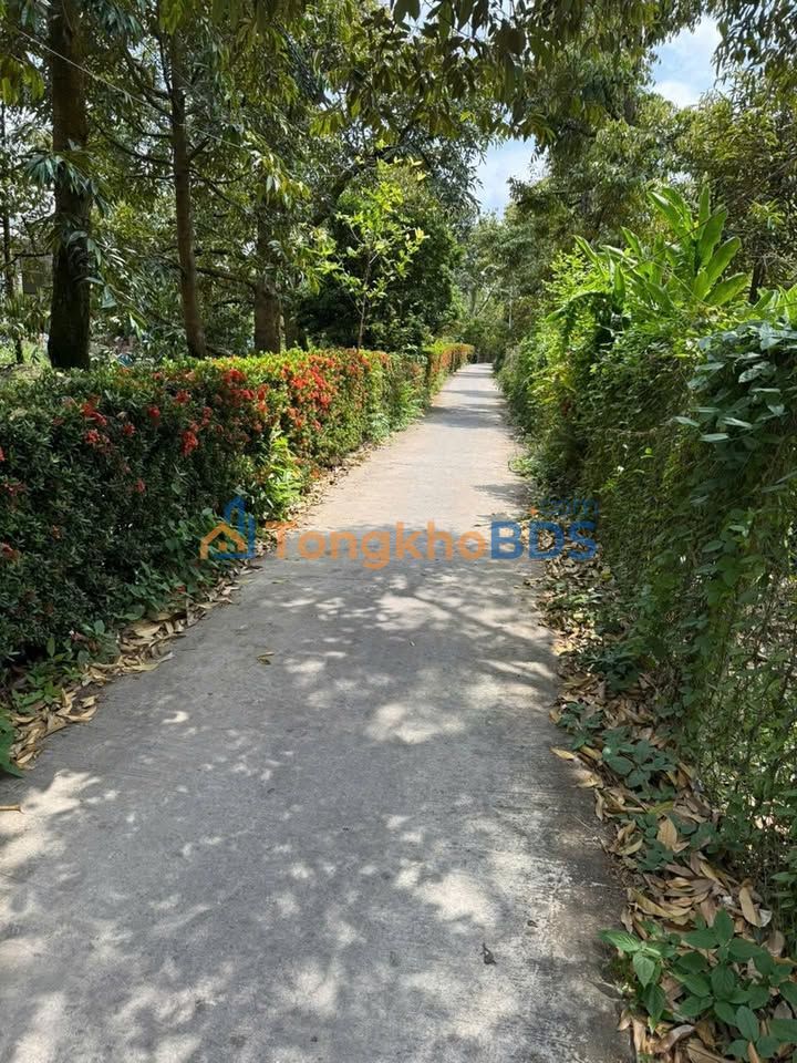 Bán Đất Vườn 504m² Bình Ninh, Chợ Gạo - Sổ Hồng Sẵn Sàng