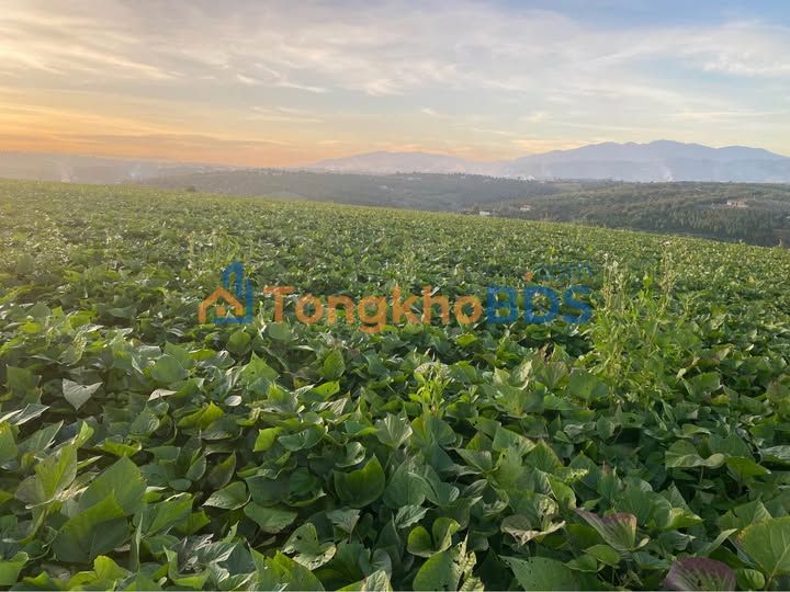 Bán Đất Vườn 5.4ha Hoài Đức - Sổ Đỏ Sẵn Sàng - Giá Đầu Tư 45 Tỷ