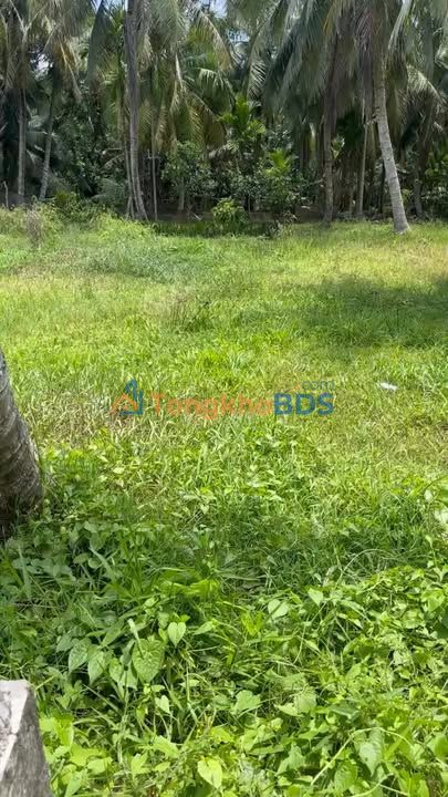 Bán Đất 595m² Phước Mỹ Trung, Bến Tre - Sẵn Sàng Xây Dựng