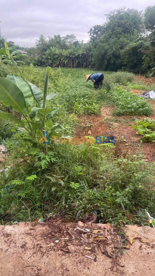 Đất nền Tân Yên 80m² - Trục đường lớn, giá chỉ 13 tỷ