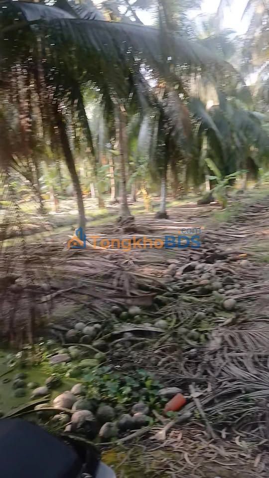 Bán Đất Nền Bình Ninh, Tiền Giang - Sổ Đỏ Sẵn, Giá 280 Triệu