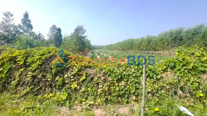 Đất nền Dầu Tiếng 1.110m² giá 0.8 tỷ - Tiềm năng tăng giá