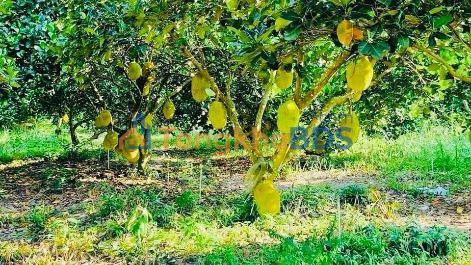 Đất Vườn Bàu Bàng 2000m² - Sổ Hồng Sẵn Sàng - Giá Đầu Tư 3.25 Tỷ