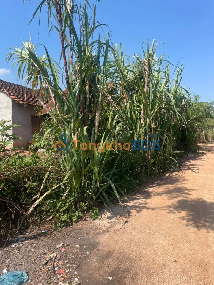 Đất Nông Nghiệp Krông Bông 7200m² - Ôm Suối, Có Ao Riêng, Tiềm Năng Sinh Lời Cao