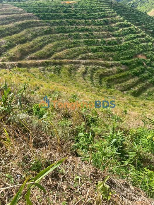 Bán Gấp 7 Sào Sầu Riêng Đam Rông - Đất Bùn Khoáng Tiềm Năng