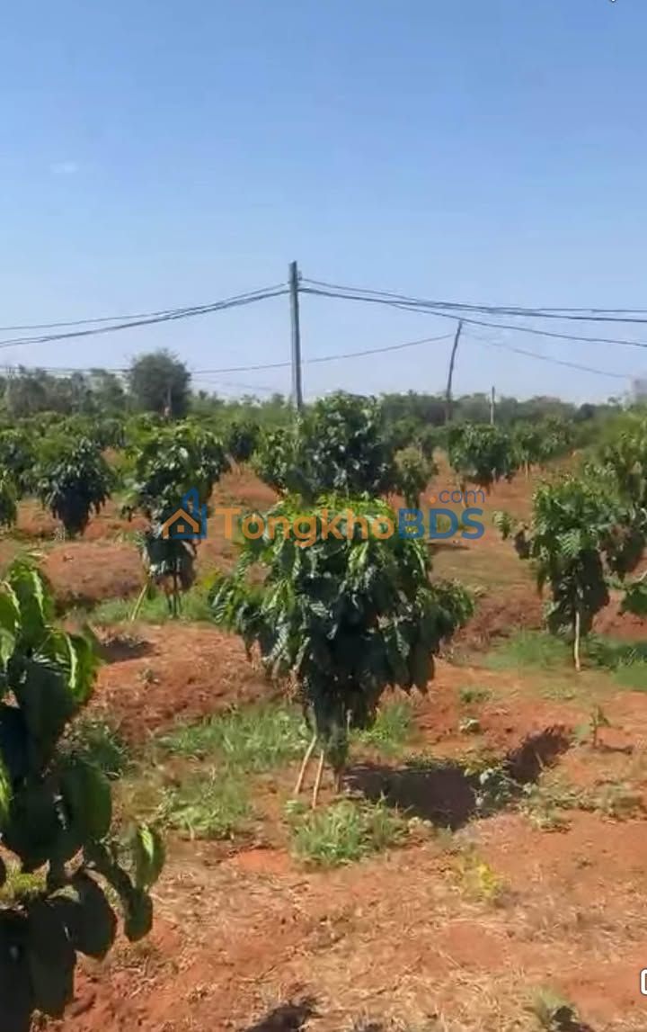 Bán Gấp 10.000m² Đất Đỏ Ea Nuôl, Đắk Lắk - Trồng Cà Phê & Sầu Riêng Mới