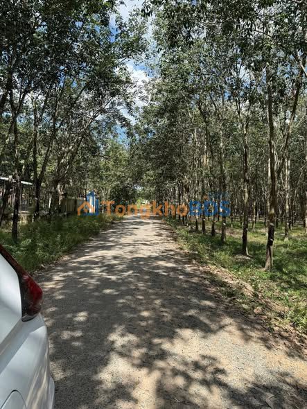 Bán Đất Vườn Cao Su 500m² Tân Biên, Tây Ninh - Chính Chủ, Giá Tốt