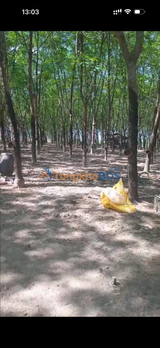 Đất Cao Su 100.000m² - Đầu Tư Sinh Lời Bền Vững Tại Tân Biên, Tây Ninh