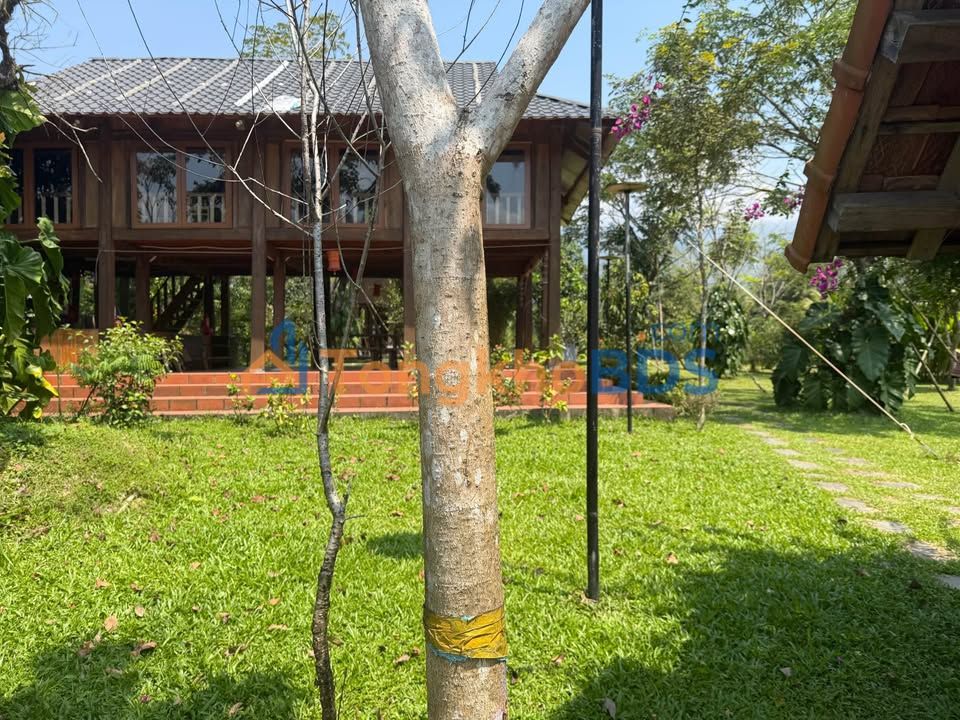 Bán Gấp Nhà Vườn Hòa Bắc 650m² - View Đồng Lúa Chill