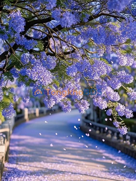 Bán Gấp Đất Vàng Góc 268.8m² Sân Vận Động Cát Minh, Bình Định - Giá Tốt