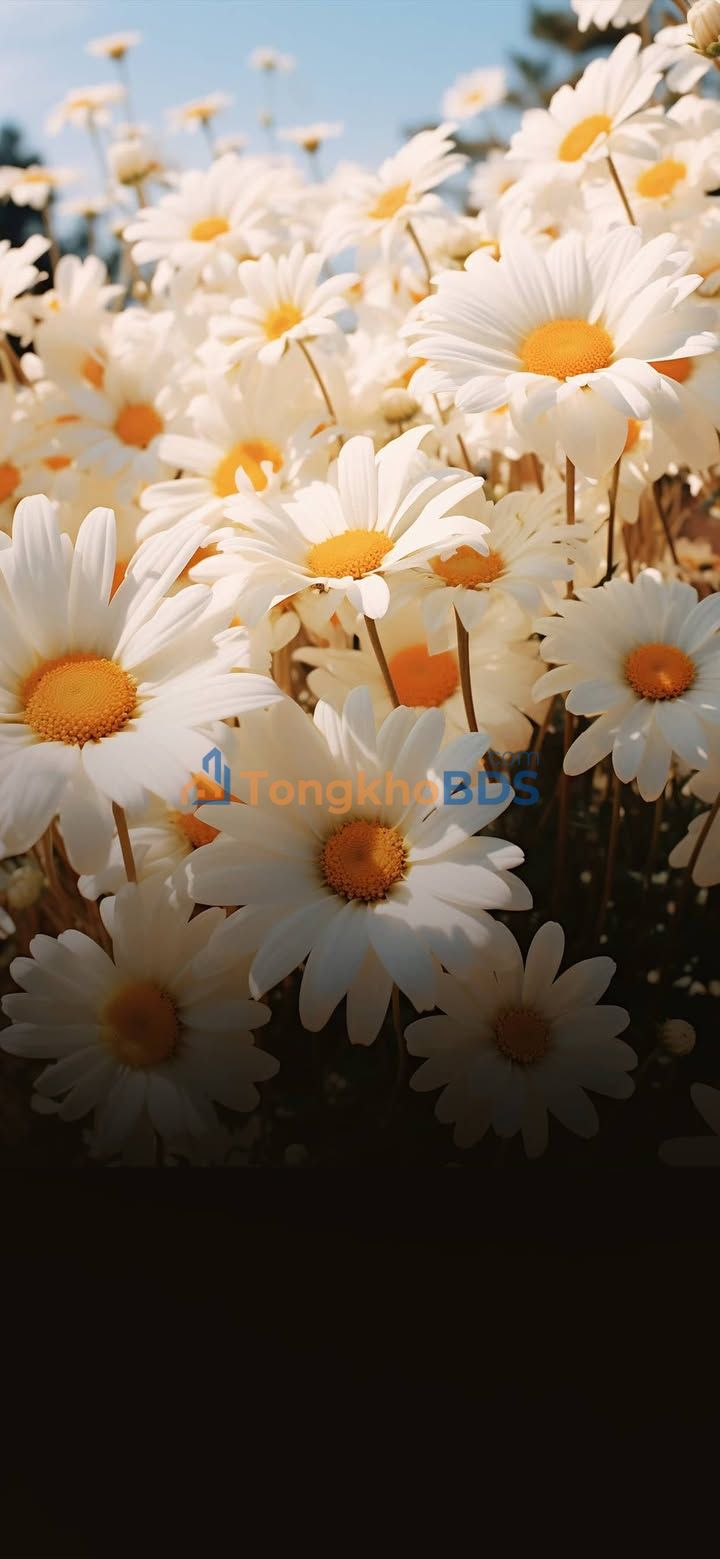 Đất nền Thiên Lộc Cần Thơ 392m² 8 tỷ - Sổ đỏ chính chủ