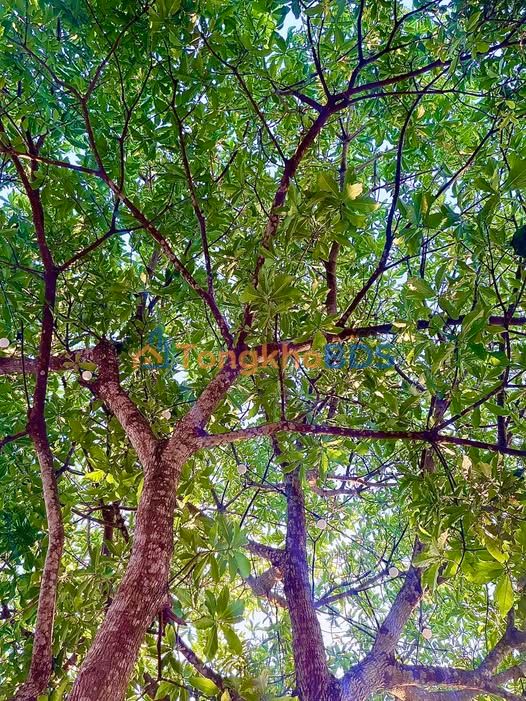 Đất nền Khối 9 Ea Kar 17.000m² 16 tỷ - Sổ đỏ chính chủ