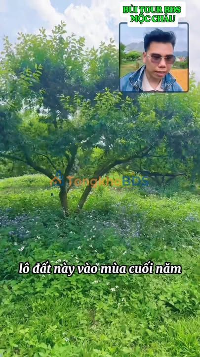 Đất Vườn Mận Cổ 9300m² Sổ Đỏ - Đầu Tư Sinh Lời Tại Mộc Châu