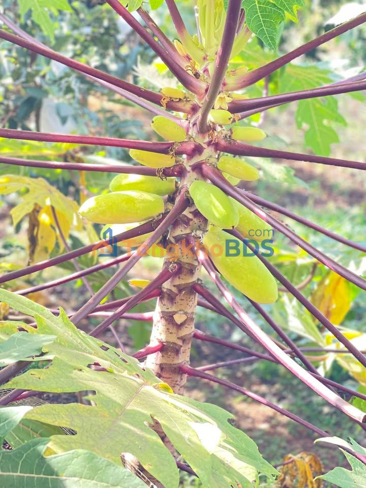 Đất nền Bình Trung Châu Đức 2.160m² 2,7 tỷ - Sổ đỏ