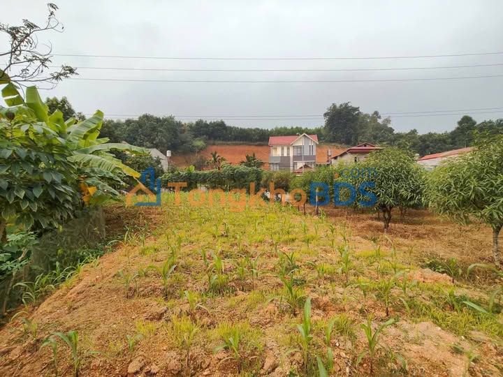 Bán Đất Vĩnh Tường 330m² Full Thổ Cư - Gần Melinh Plaza, Đường Điện Biên