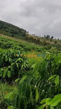 Bán Đất Farm Cà Phê Tiêu Đăk Mil 12.000m² - Hướng Bắc