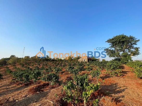 Đất nền Ea H'leo 150m² giá 285 triệu - Đường to ô tô