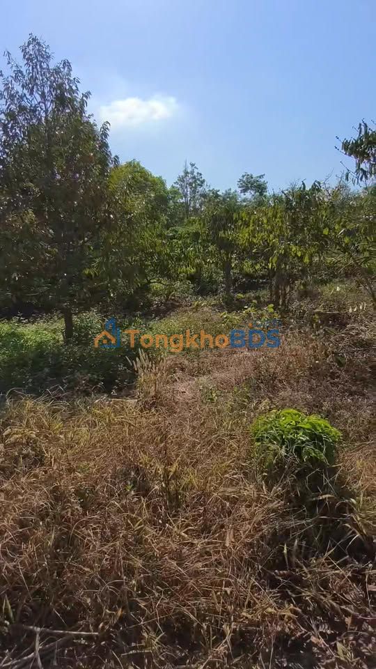 Farm 10.000m² Đắk Lắk - 40 Cây Sầu Riêng Cho Thu, Giá 2.35 Tỷ