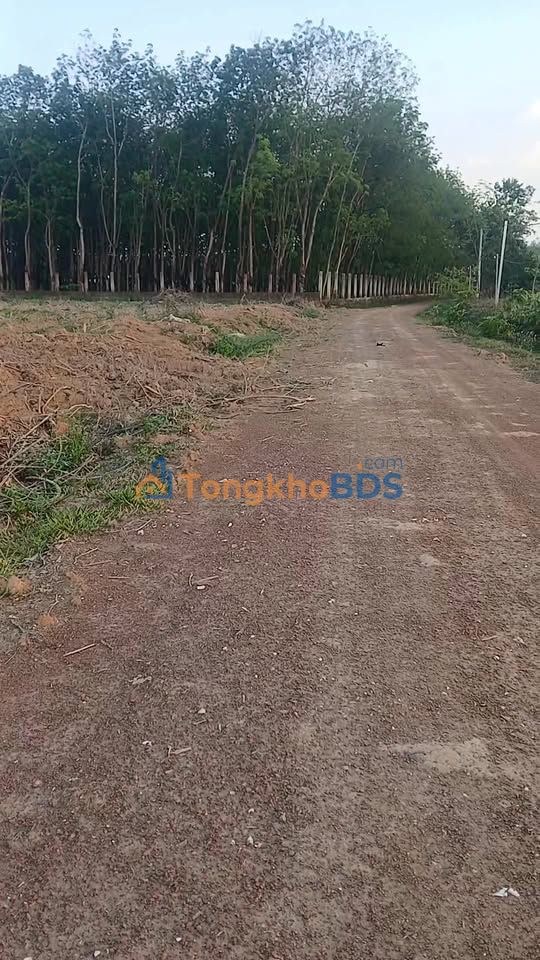 Đất Vườn 1.4ha Đồng Phú, Bình Phước - Giá Đầu Tư 4 Tỷ