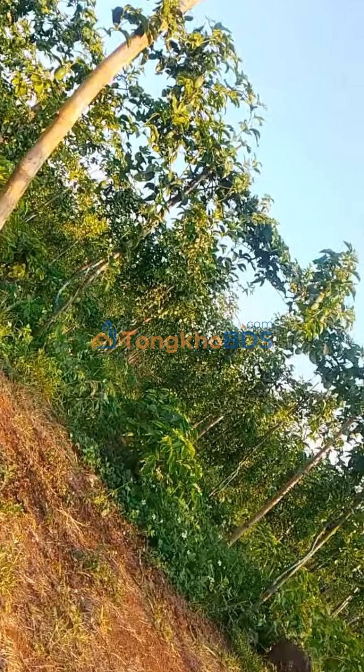 Bán Đất Vườn 3600m² Chư Sê, Gia Lai - Sổ Hồng Vuông Vắn, Tiềm Năng Sinh Lời Cao