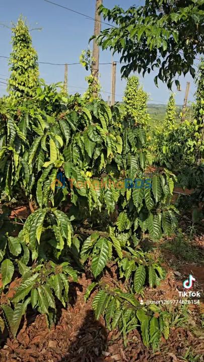 Bán Rẫy 6.6 Sào Cà Phê, Tiêu Tại Đăk Đoa, Gia Lai - Sổ Đỏ Chính Chủ