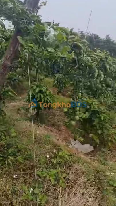 Bán Gấp Farm 3.6ha Gia Lai - Vườn Cà Phê, Chanh, Tiêu - Giá 5.7 Tỷ