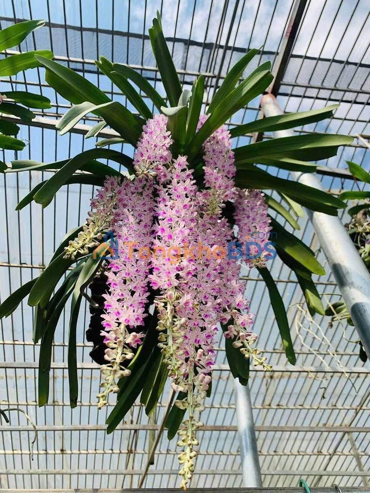 Đất nền Đinh Tiên Hoàng Diêm Điền 65m² - Sổ đỏ chính chủ